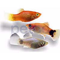 Mixed MM Platy