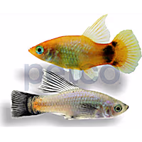 Mixed Hifin Platy