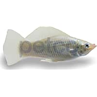 Silver White Pearl Sailfin Molly