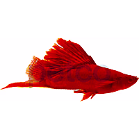 Red Velvet Cauliflower Swordtail