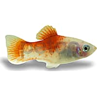 Peppermint Platy