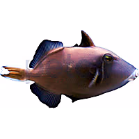 White Tip Trigger