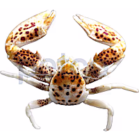 Anemone Crab