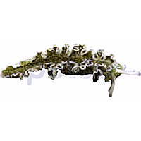 Lettuce Nudibranch