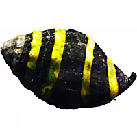 Bumble Bee Snail