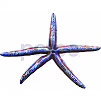 Colored Phataria Star