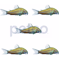 Sunburst Orange Corydoras Catfish