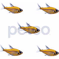 Sunburst Orange Pristella Tetra