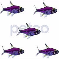 Galactic Purple Pristella Tetra