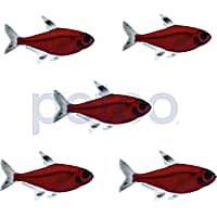 Starfire Red Pristella Tetra