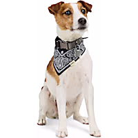 Reddy Paisley Dog Bandana