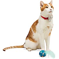 YOULY Birthday Cat Bowtie and Toy Set