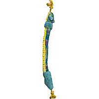 Bark-A-Boo Snake Rope Spine Dog Toy