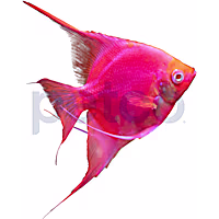 GloFish Starfire Red Angelfish
