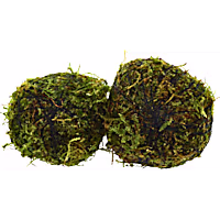 Moss Ball 2 Pack