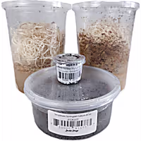 ive Insects Dart Frog Feeder Bundle