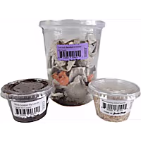 Live Insects Large/Adult Tree Frog Feeder Bundle