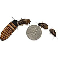 Live Insects Dwarf Hissing Cockroach