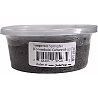 Live Insects 8 oz. Temperate Springtail (Collembola) Culture