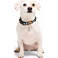 YOULY Pride Progress Flag Dog Collar