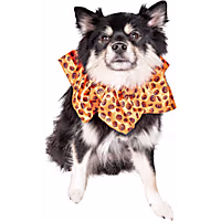 Lexington Road Halloween Pumpkin Scrunchie for Dogs