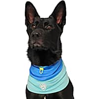 Canada Pooch Max Chill Cooling Dog Snood