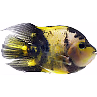 Yellow Tiger Shortbody Cichlid