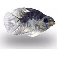 Panda Parrot Cichlid