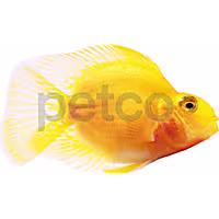 Yellow Parrot Cichlid