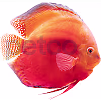 Red Valentine Discus