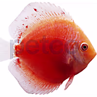 White & Red Discus