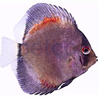 Yellow Ghost Discus