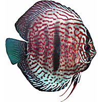 Heckel Leopard Discus