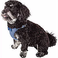 Pet Life 'Flam-Bowyant' Mesh Reversible and Breathable Adjustable Dog Harness W/ Designer Bowtie