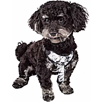 Pet Life 'Bonatied' Mesh Reversible and Breathable Adjustable Dog Harness W/ Designer Neck Tie
