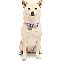 YOULY Butterfly Dog Collar
