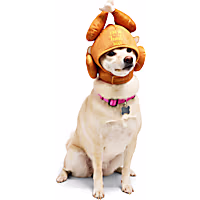 Petco Feast Mode Turkey Pet Costume Headpiece