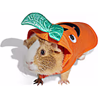 Petco Halloween Pumpkin Small Animal Costume