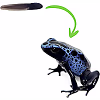 Petco Live Amphibians Dyeing Poison Dart Frog Tadpole
