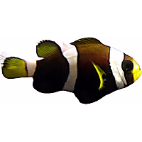 Aquacultured Wideband Clownfish