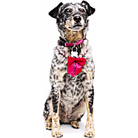 Petco Beaded Pearl Necklace for Dogs