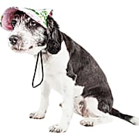 Pet Life 'Botanic Bark' Floral Uv Protectant Adjustable Fashion Dog Hat Cap