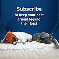 Pet Protect from the Makers of Advantage Multivitamin DVM Daily for Dogs