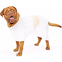 DOG by Dr Lisa Poncho