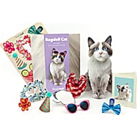 Freshcut Paper Ragdoll Cat Pop-Up Greeting Card