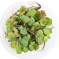 Phyllanthus Fluitans "Red Root Floater"