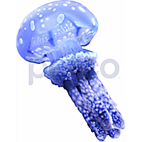 Violet Jellyfish