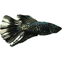 Male Black Mamba Halfmoon Betta