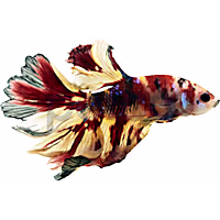Male Multicolor Halfmoon Betta
