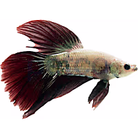 Male Dragon Halfmoon Betta